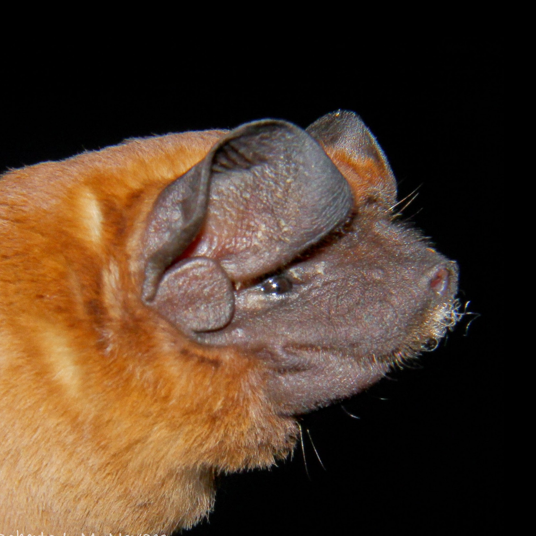 Molossus coibensis