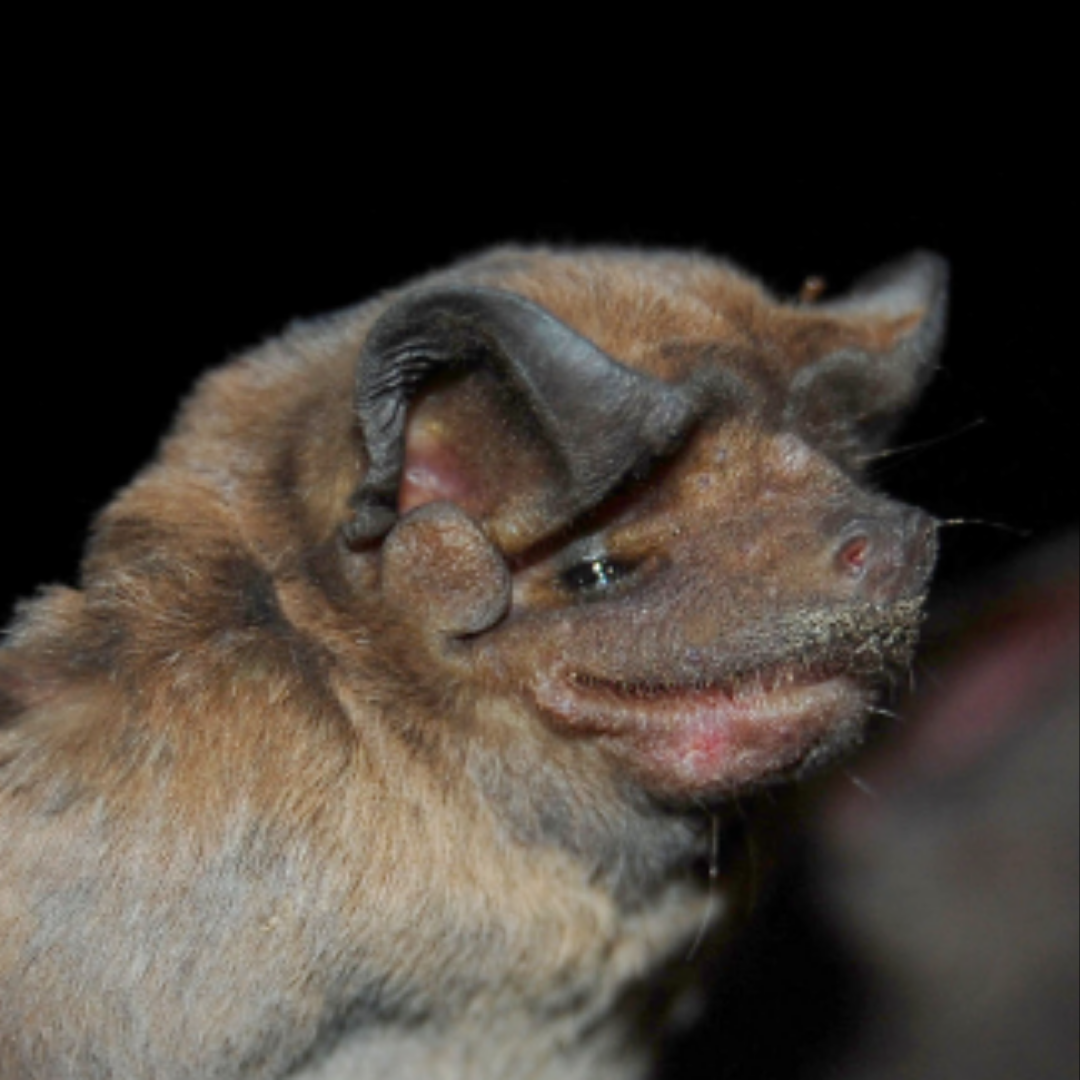 Molossus currentium 