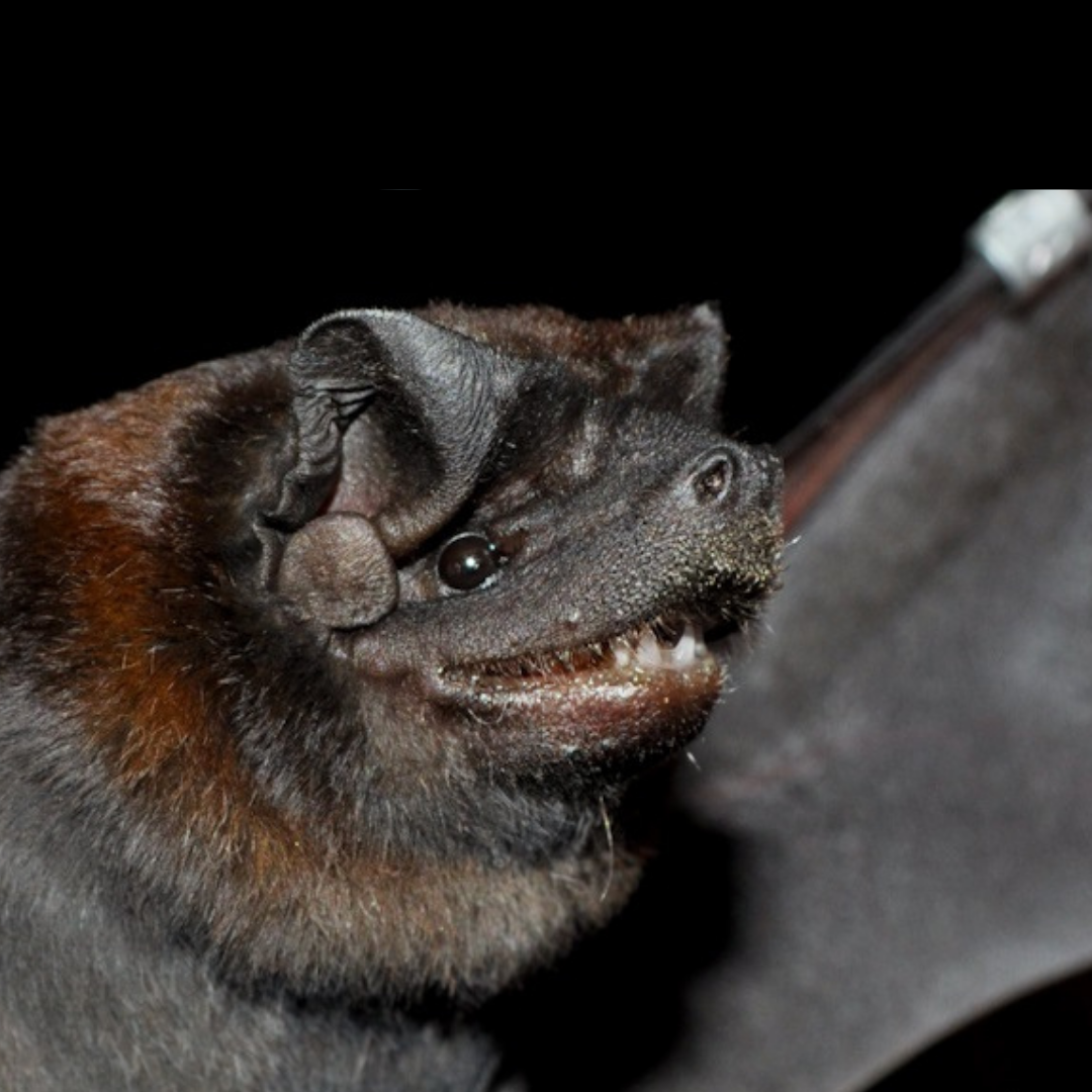 Molossus molossus 