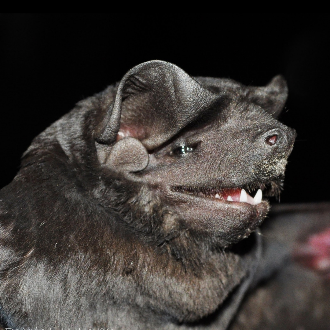 Molossus rufus
