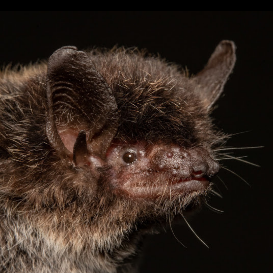 Myotis albescens