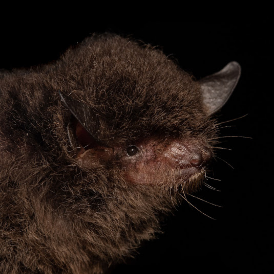 Myotis izecksohni