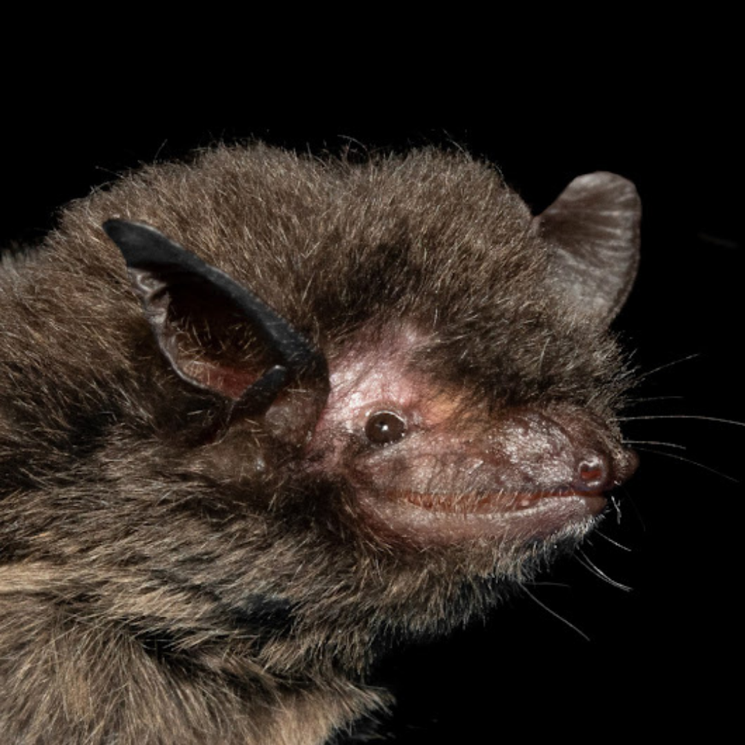 Myotis nigricans