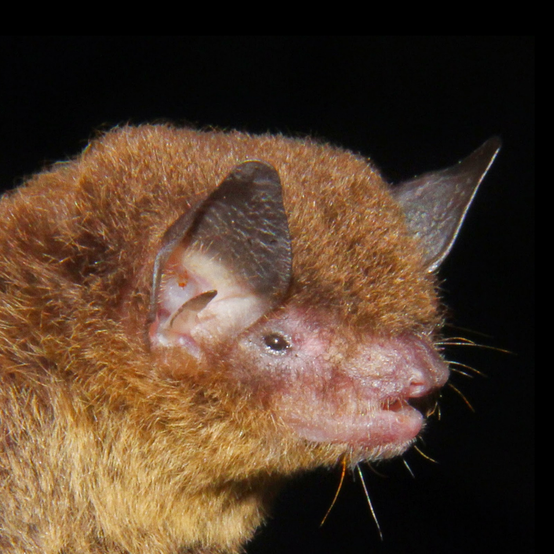 Myotis riparius