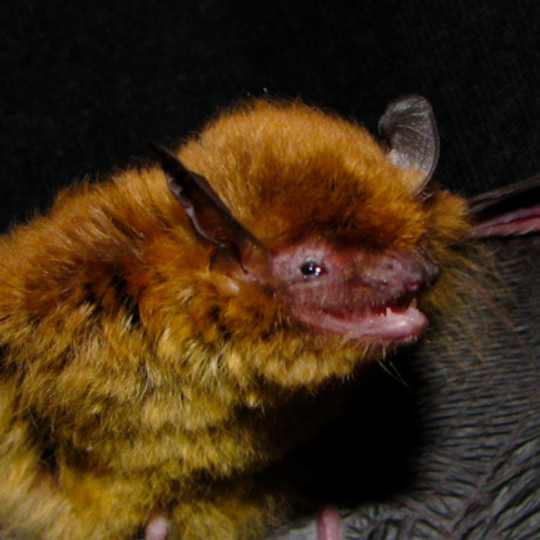 Myotis ruber