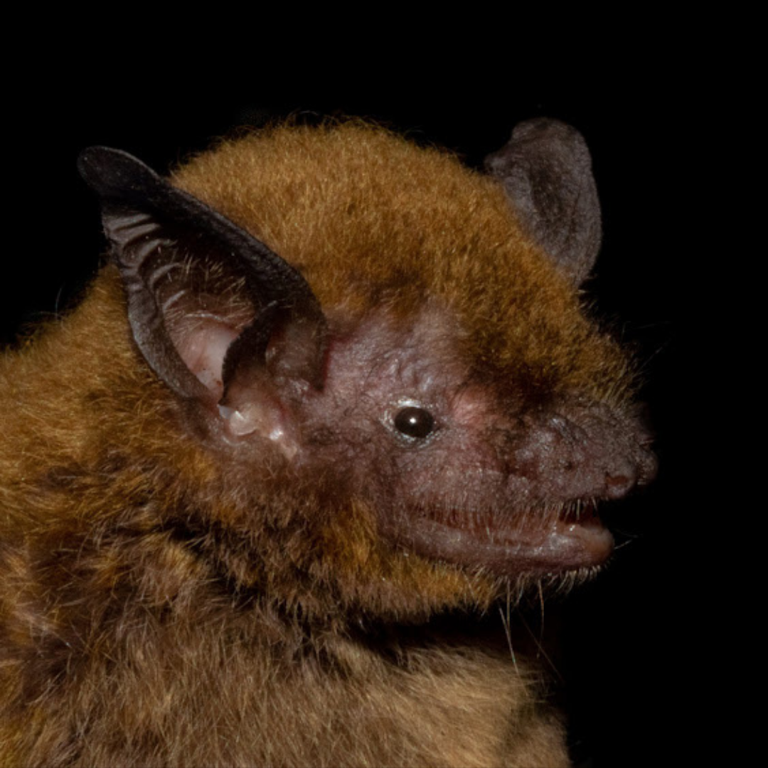 Myotis simus