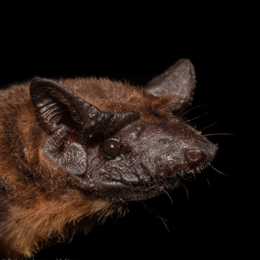 Neoplatymops mattogrossensis