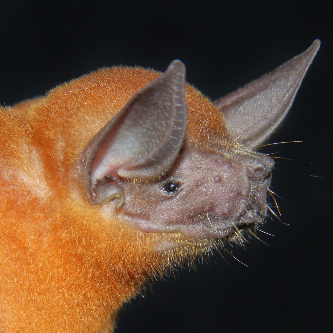 Noctilio albiventris