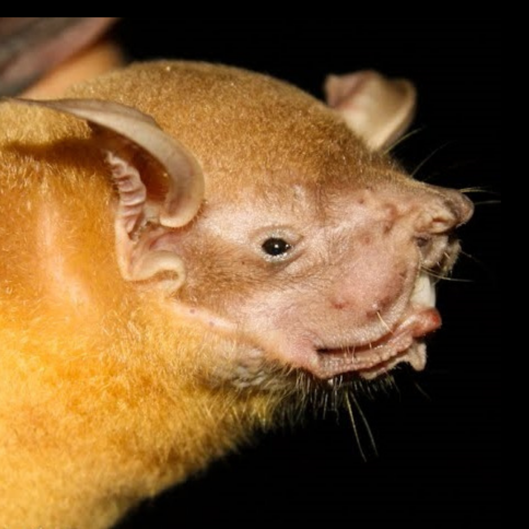Noctilio leporinus