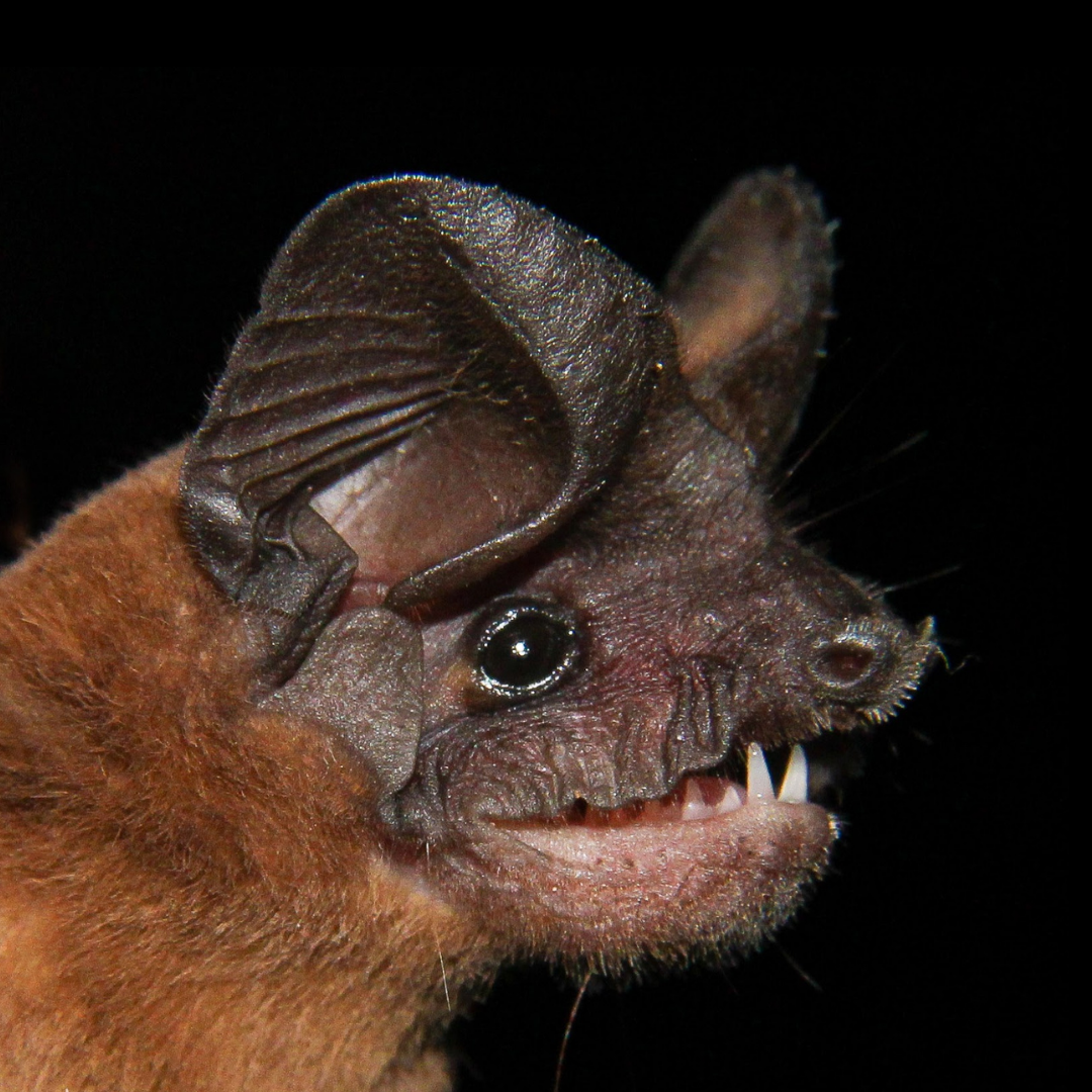 Nyctinomops aurispinosus