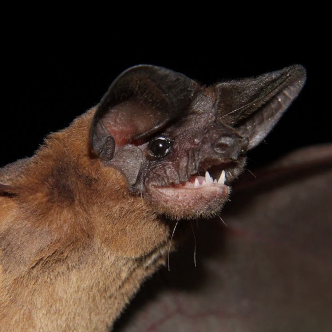 Nyctinomops laticaudatus