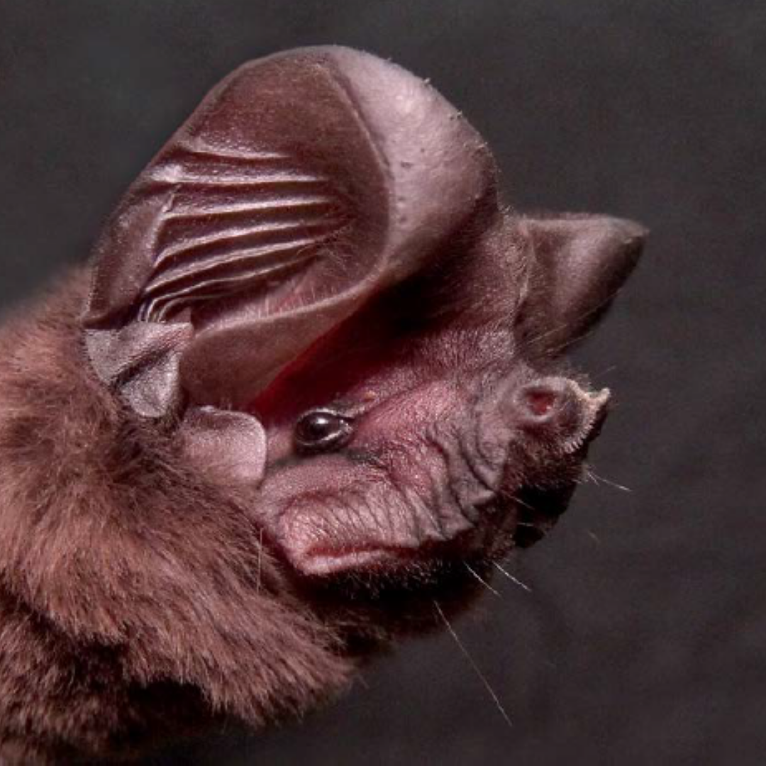 Nyctinomops macrotis
