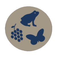 Lampronycteris brachyotis