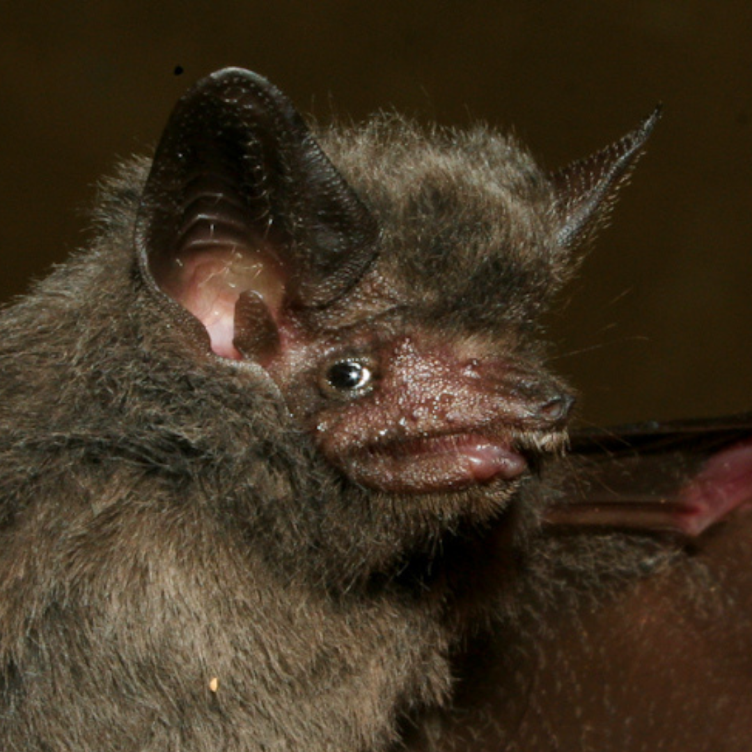 Peropteryx kappleri