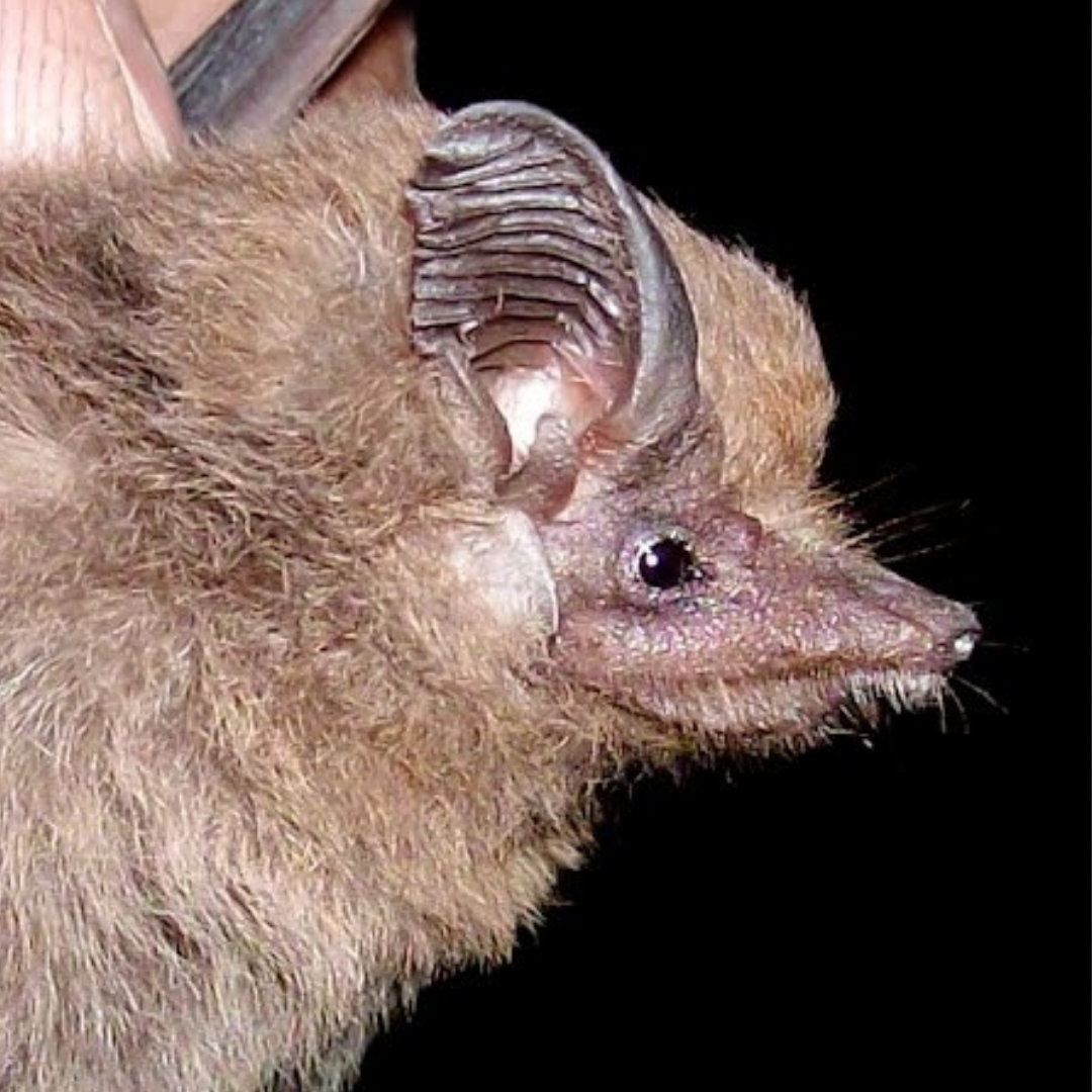 Peropteryx macrotis