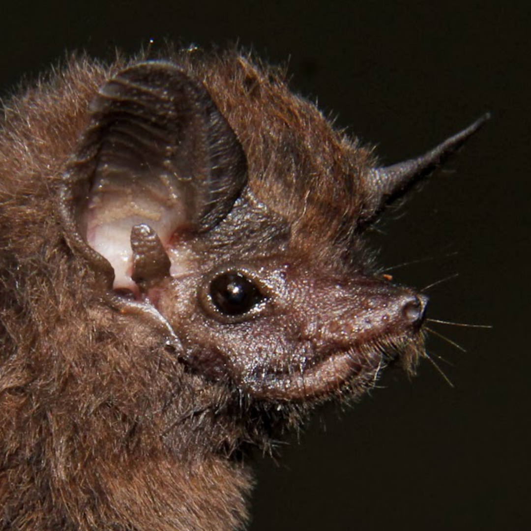 Peropteryx trinitatis