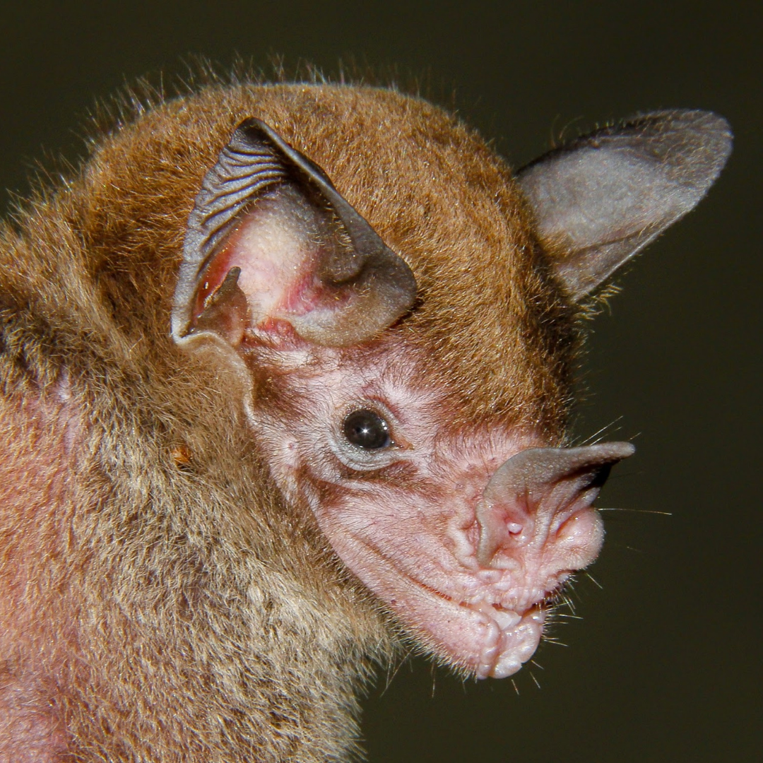 Phylloderma stenops