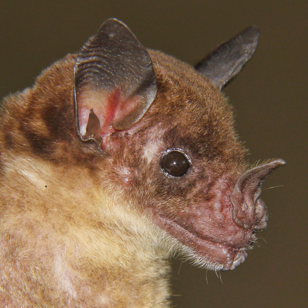 Phyllostomus discolor