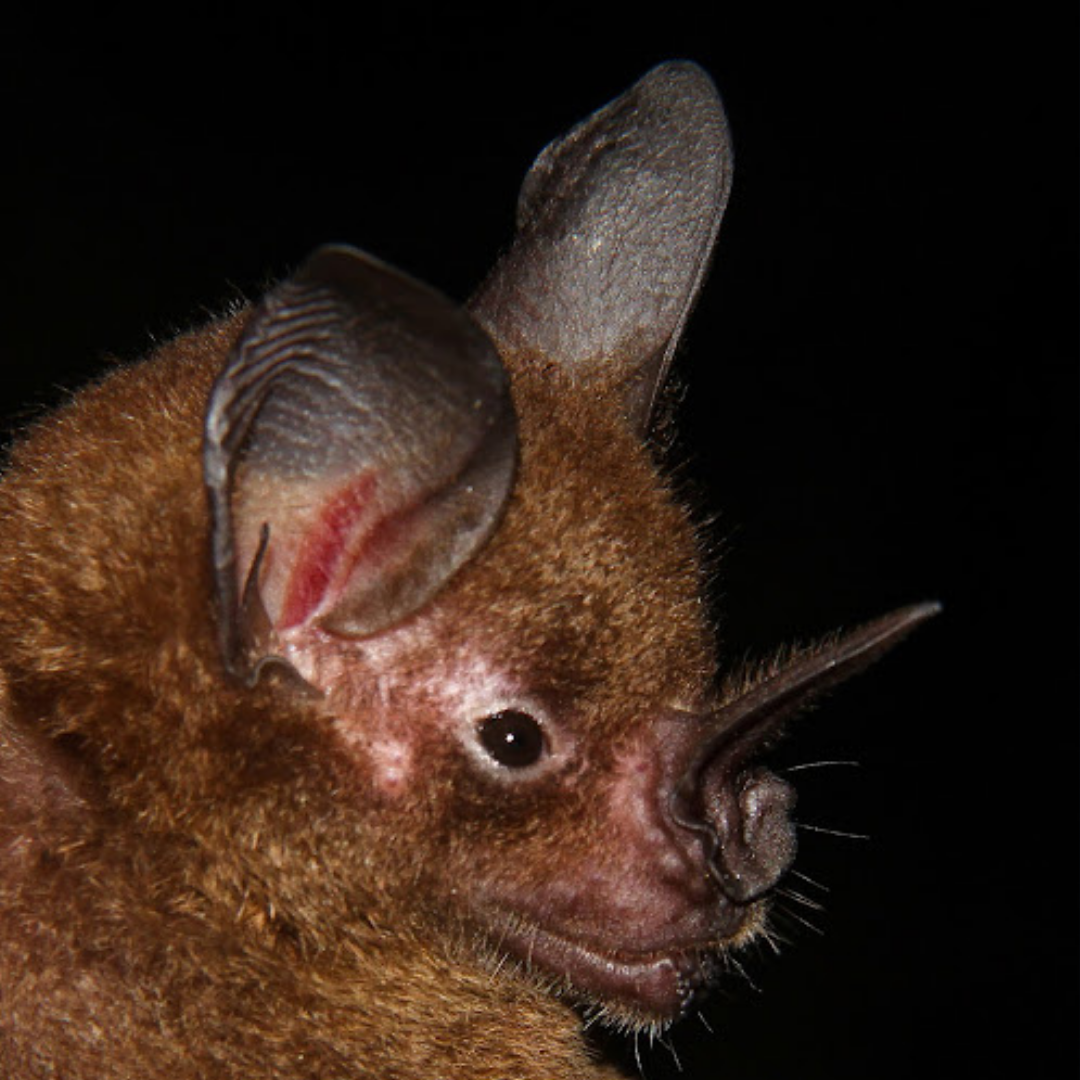 Phyllostomus elongatus