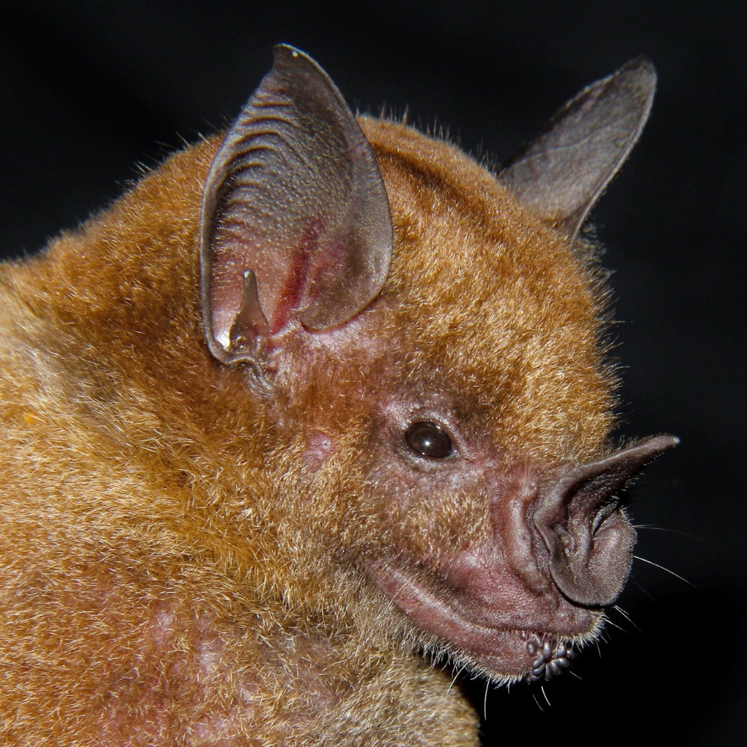 Phyllostomus hastatus