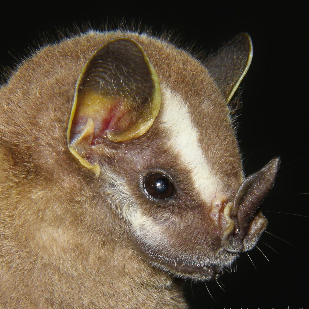 Platyrrhinus brachycephalus