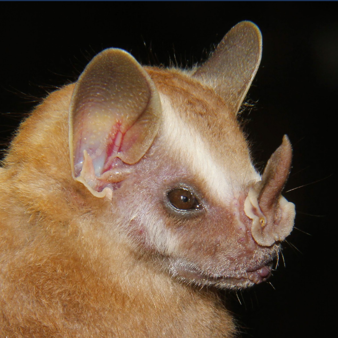 Platyrrhinus fusciventris