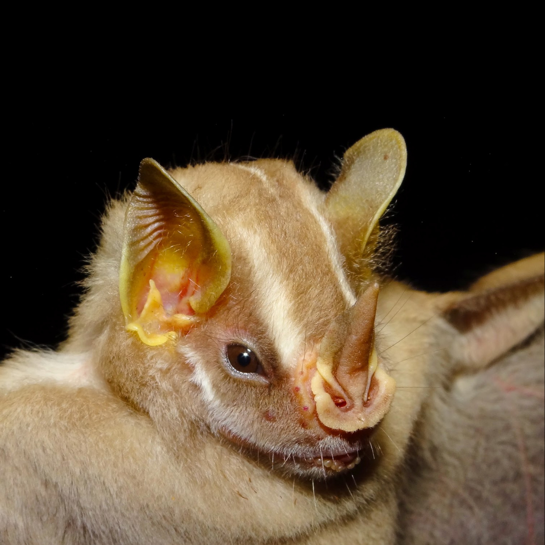 Platyrrhinus incarum