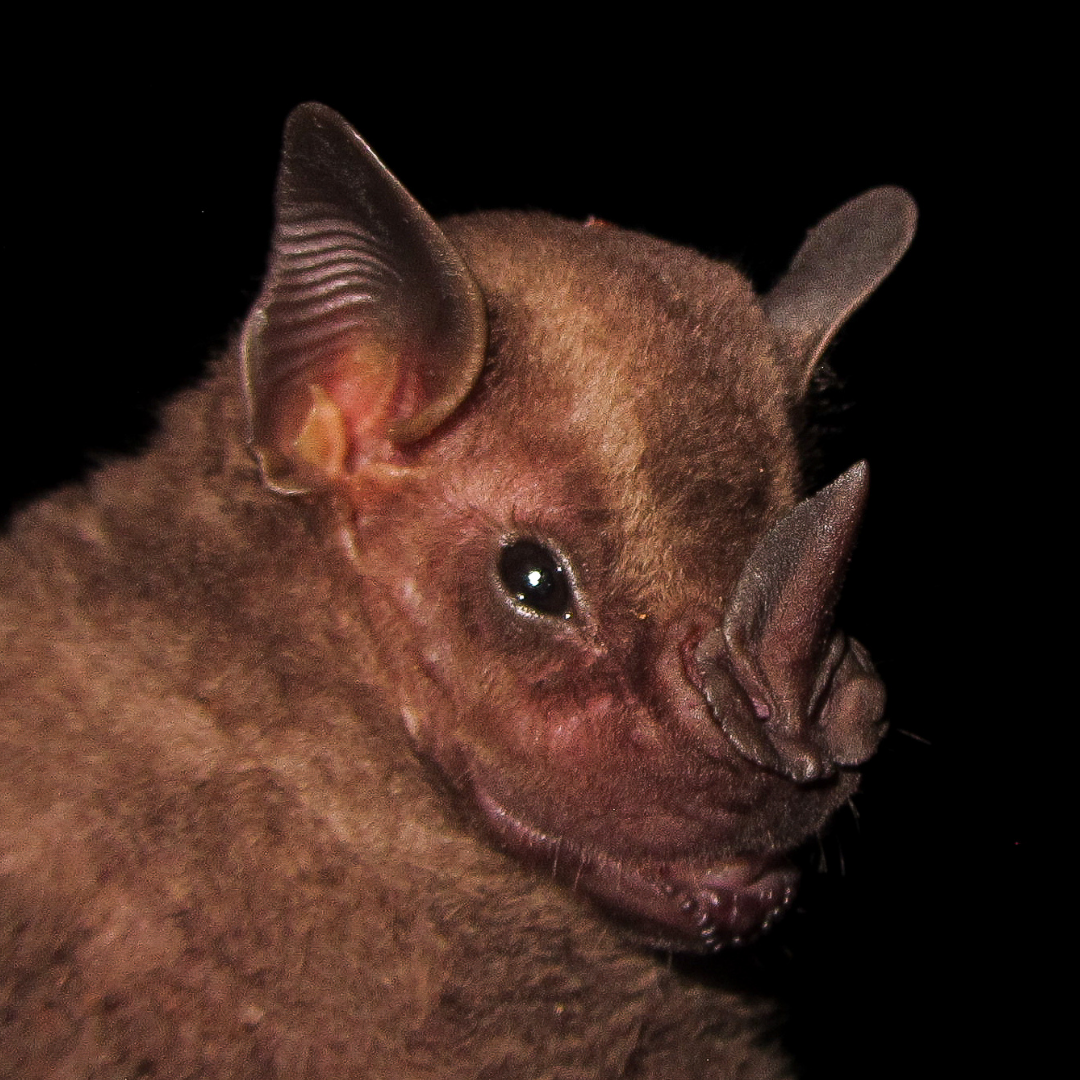 Platyrrhinus infuscus
