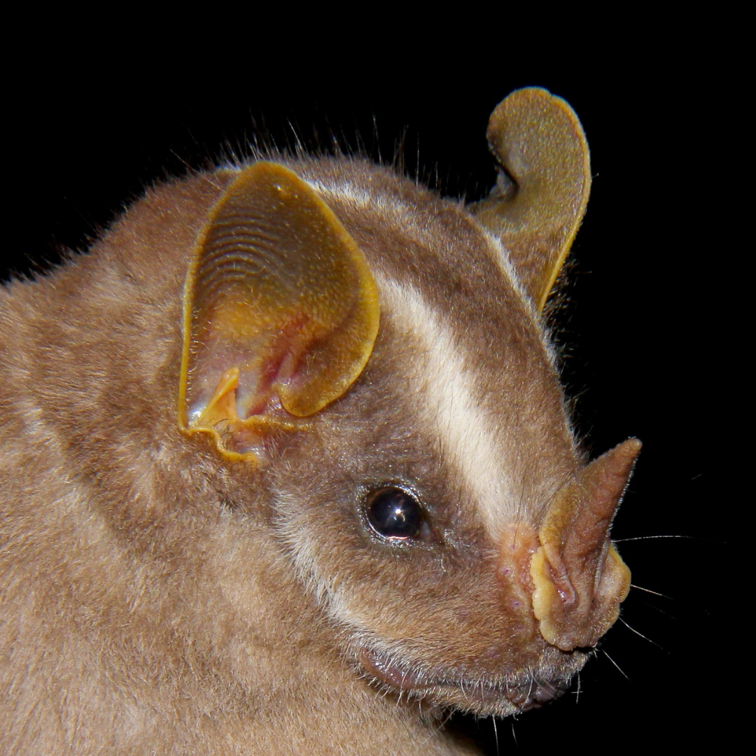 Platyrrhinus lineatus