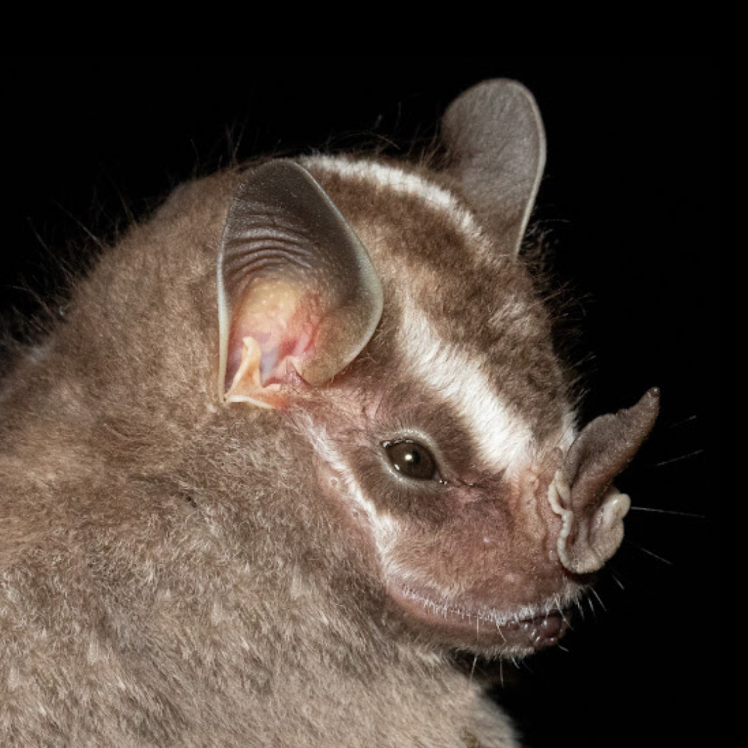 Platyrrhinus recifinus