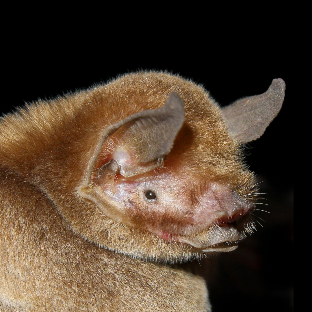 Pteronotus gymnonotus