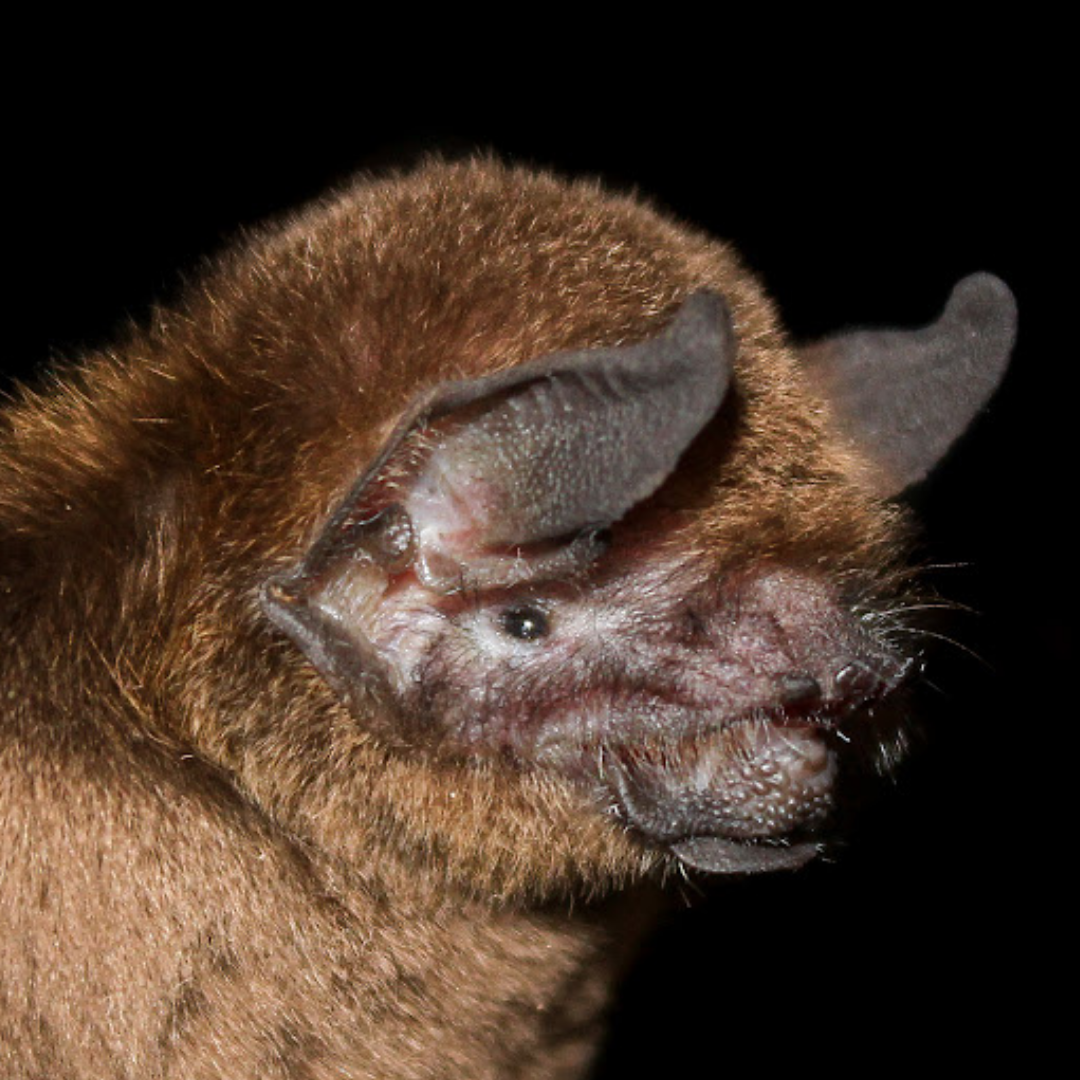 Pteronotus personatus