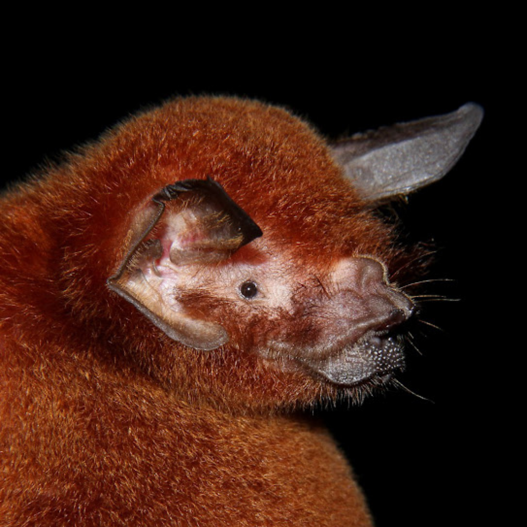 Pteronotus rubiginosus