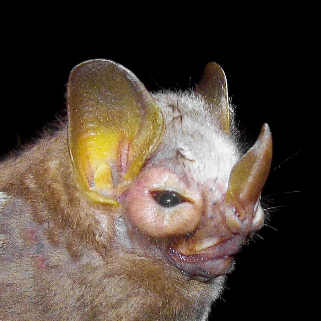 Pygoderma bilabiatum