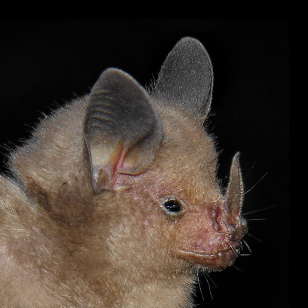 Rhinophylla fischerae
