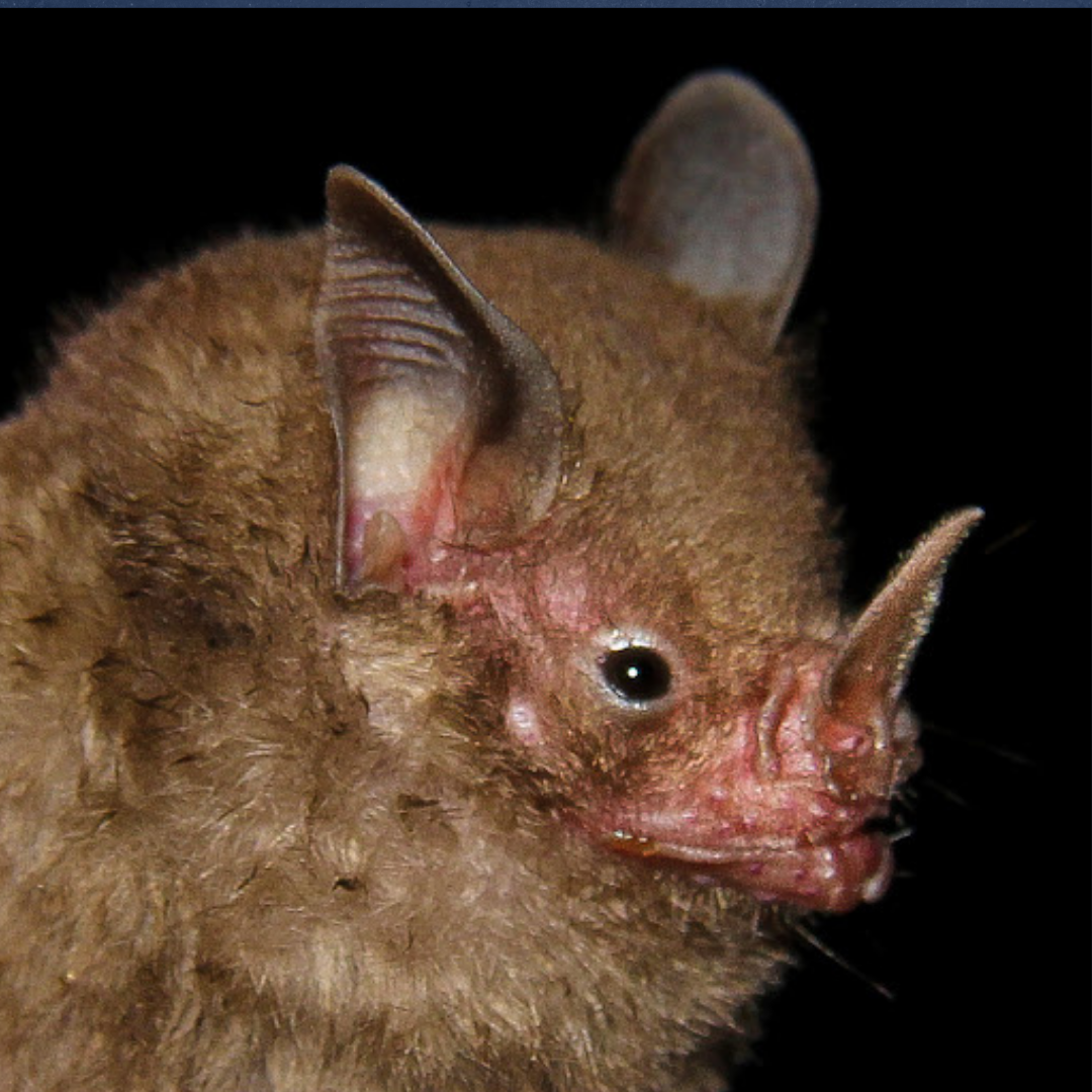Rhinophylla pumilio