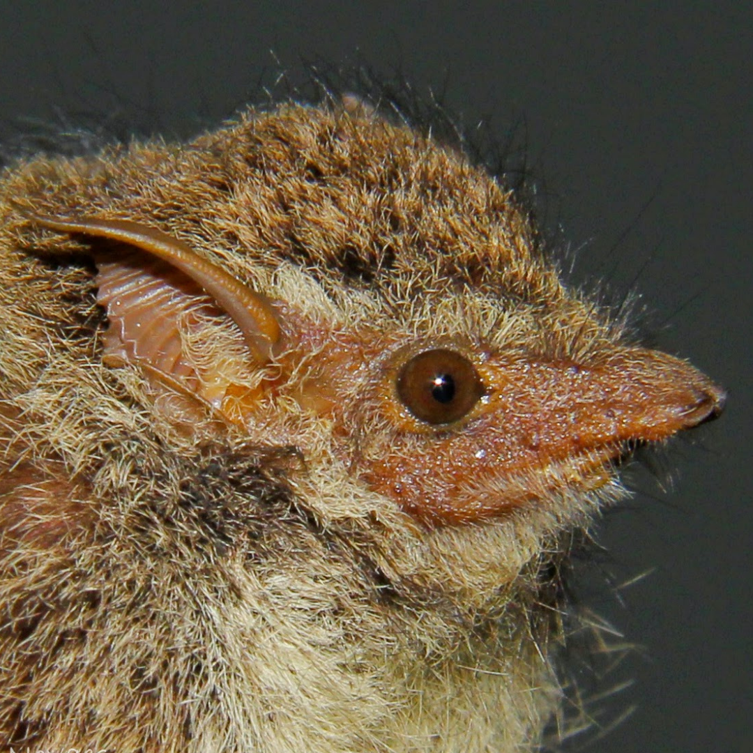 Rhynchonycteris naso