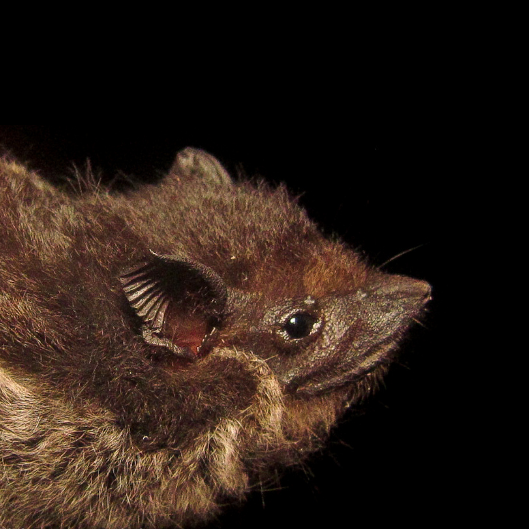 Saccopteryx bilineata