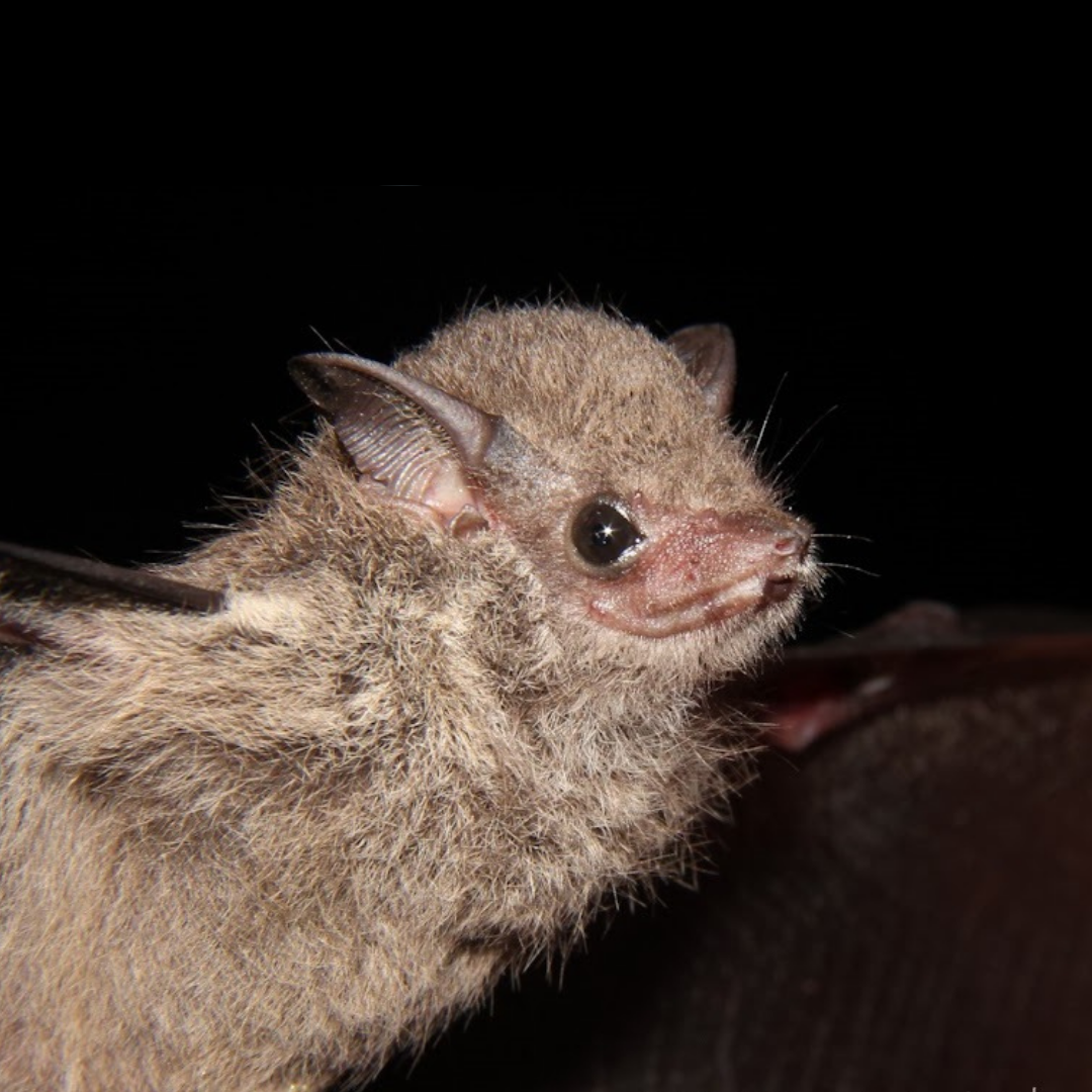 Saccopteryx canescens