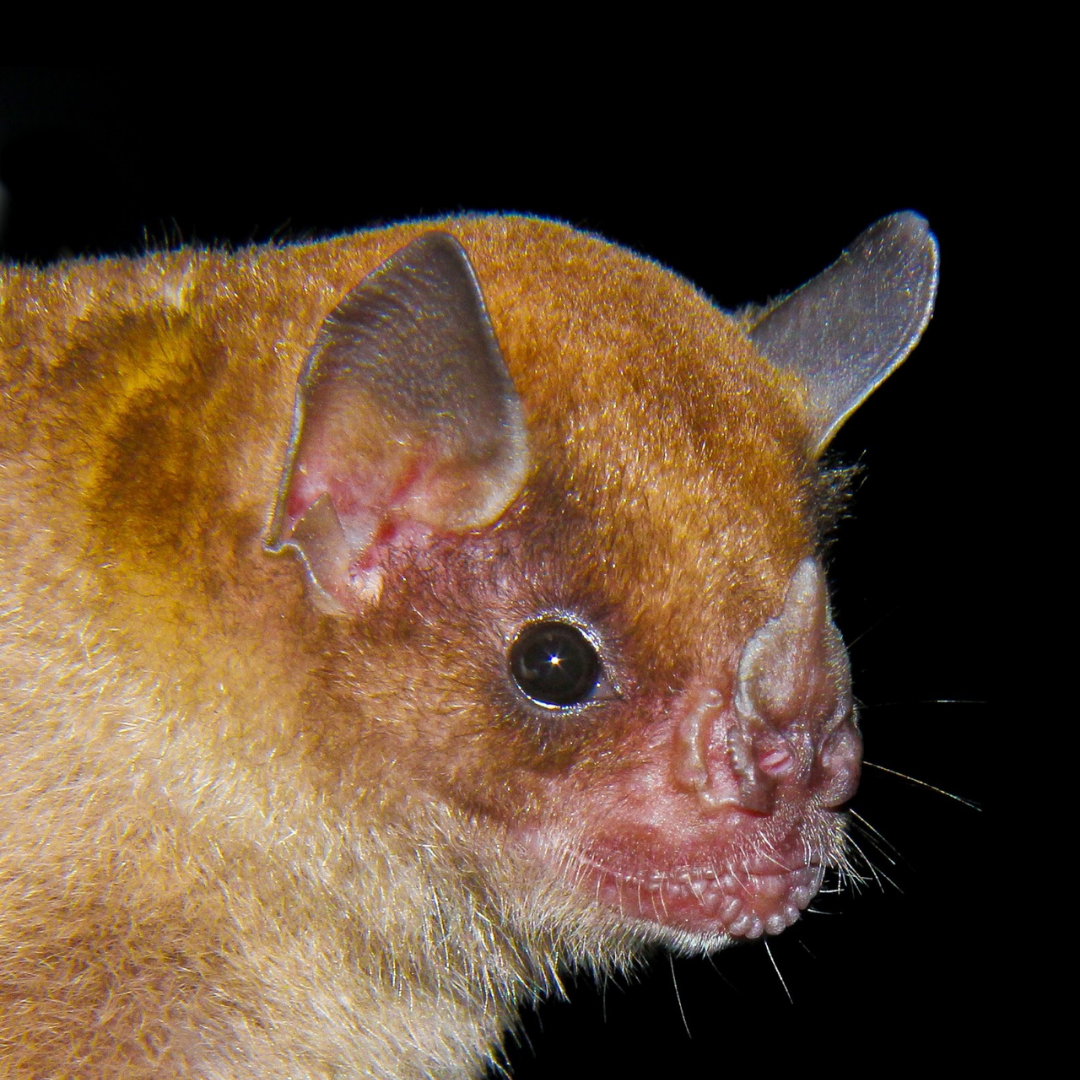 Sturnira tildae