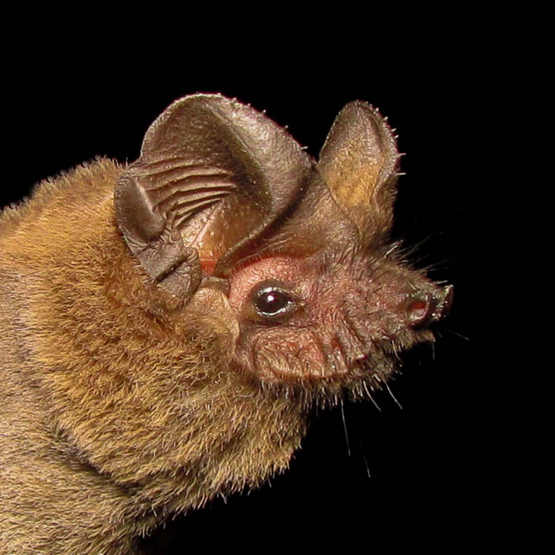 Tadarida brasiliensis
