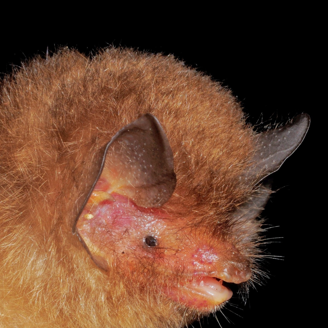 Thyroptera discifera