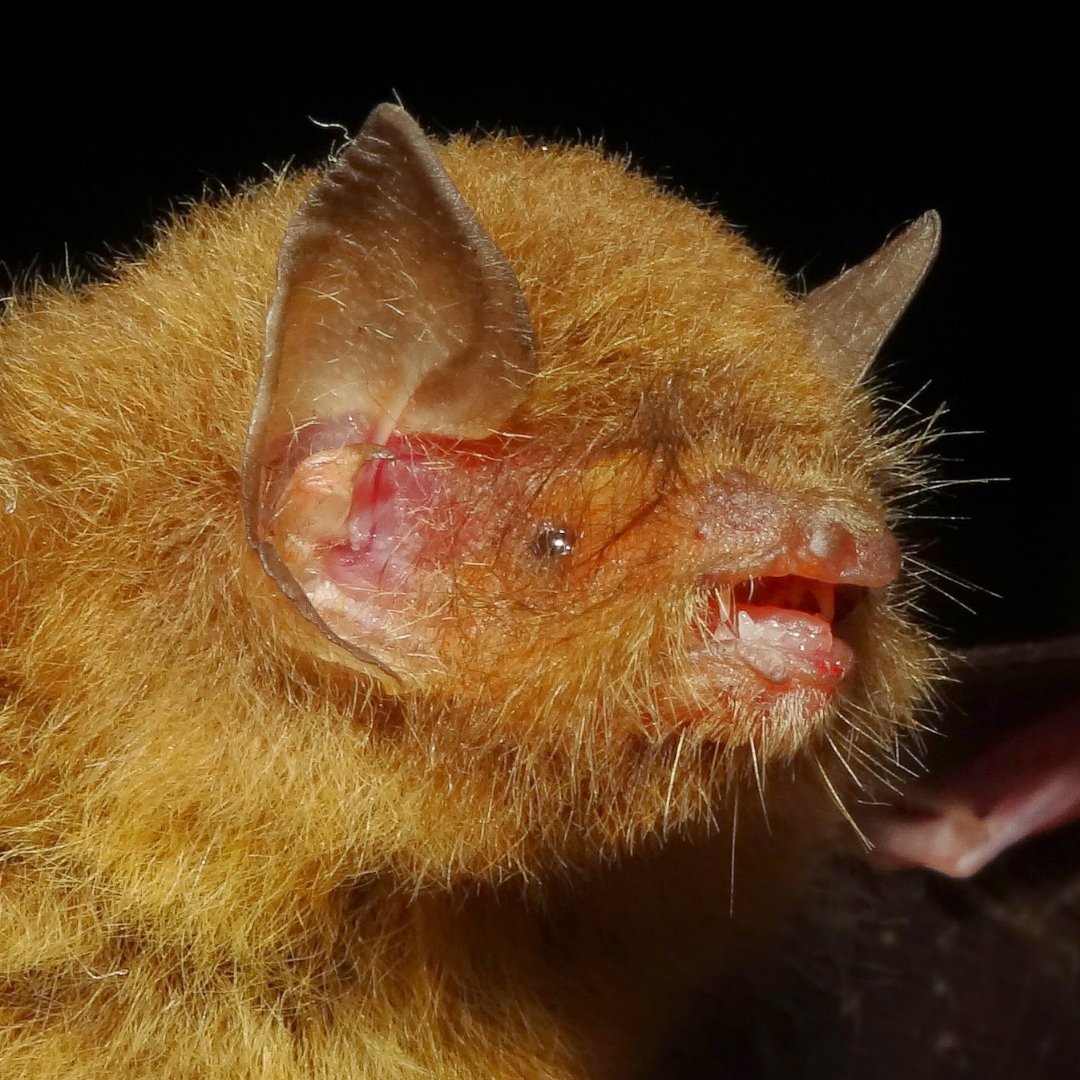 Thyroptera lavali