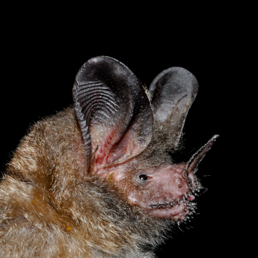 Trachops cirrhosus