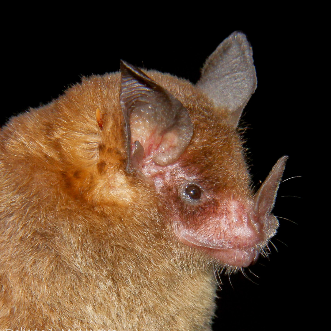 Trinycteris nicefori