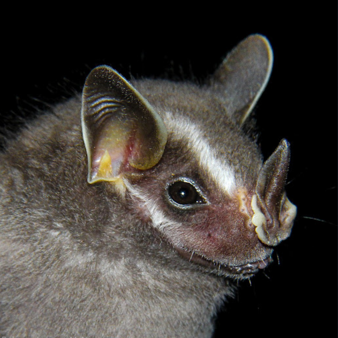 Uroderma bilobatum