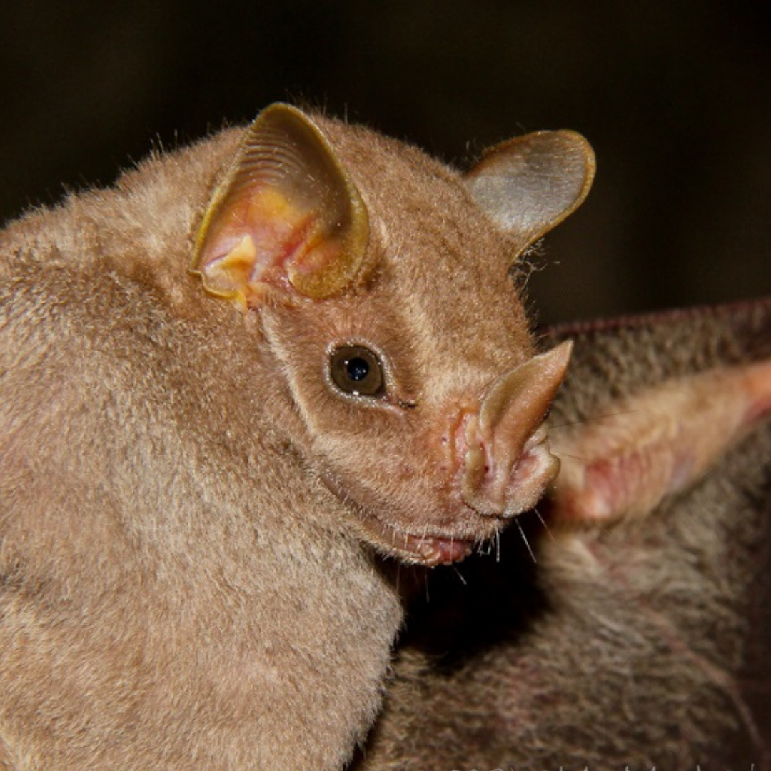 Uroderma magnirostrum