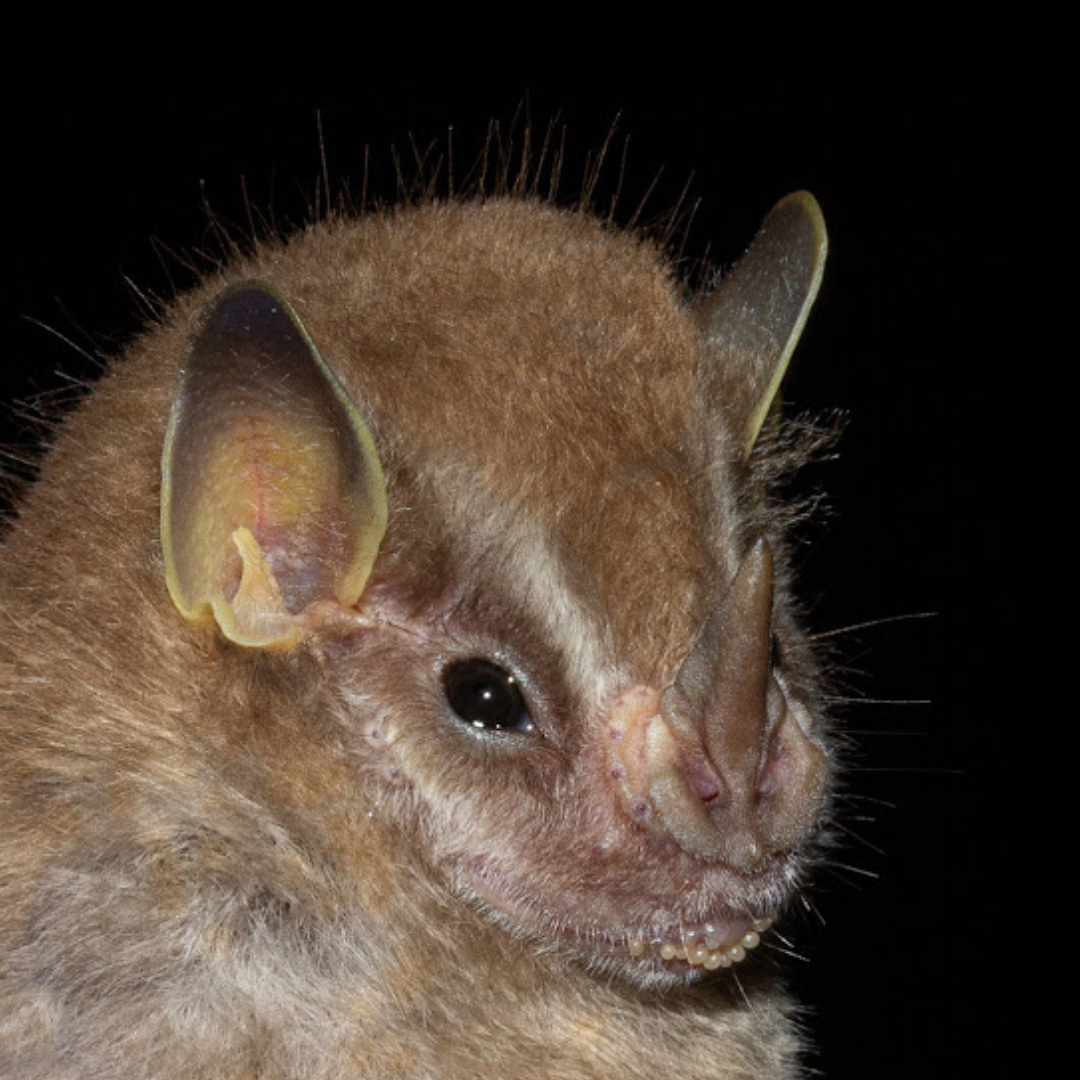 Vampyressa pusilla