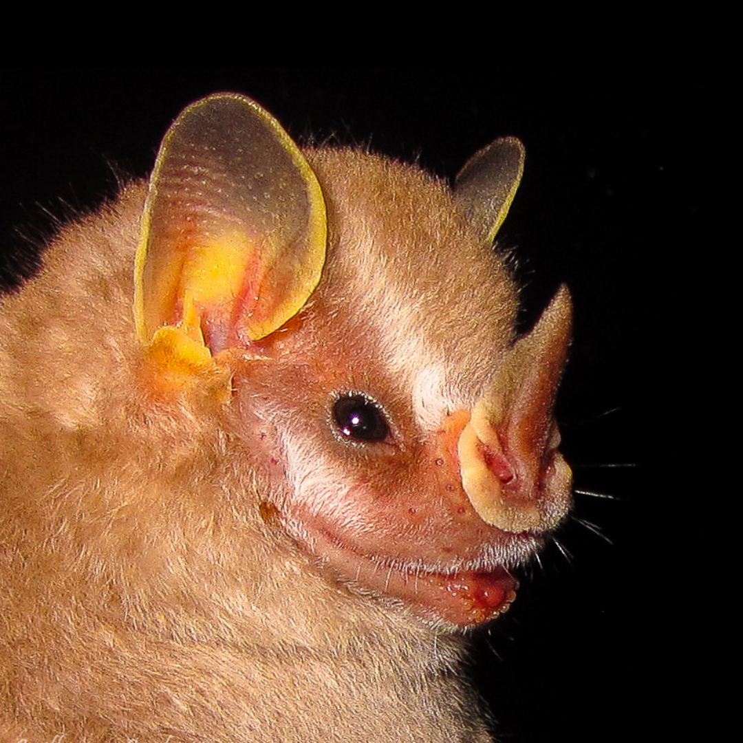 Vampyressa thyone