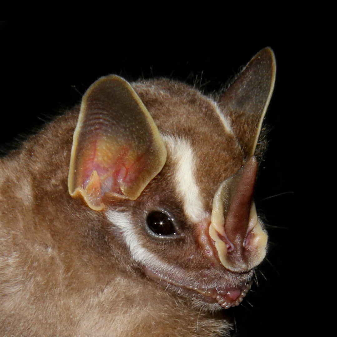 Vampyriscus bidens